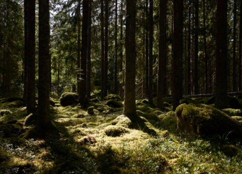 Scandinavian forest with the sun in the background